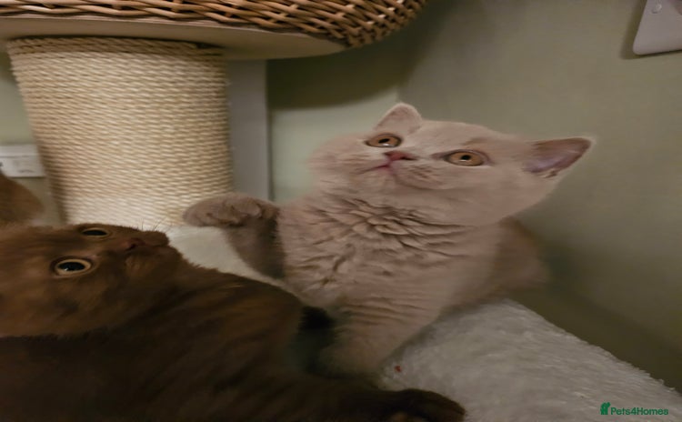 British Shorthair cats GCCF British Shorthairs rare fawn 1 male left  - Advert 1