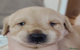 Labradoodle dogs for sale: F1 labradoodles ready 18th december - Image 13