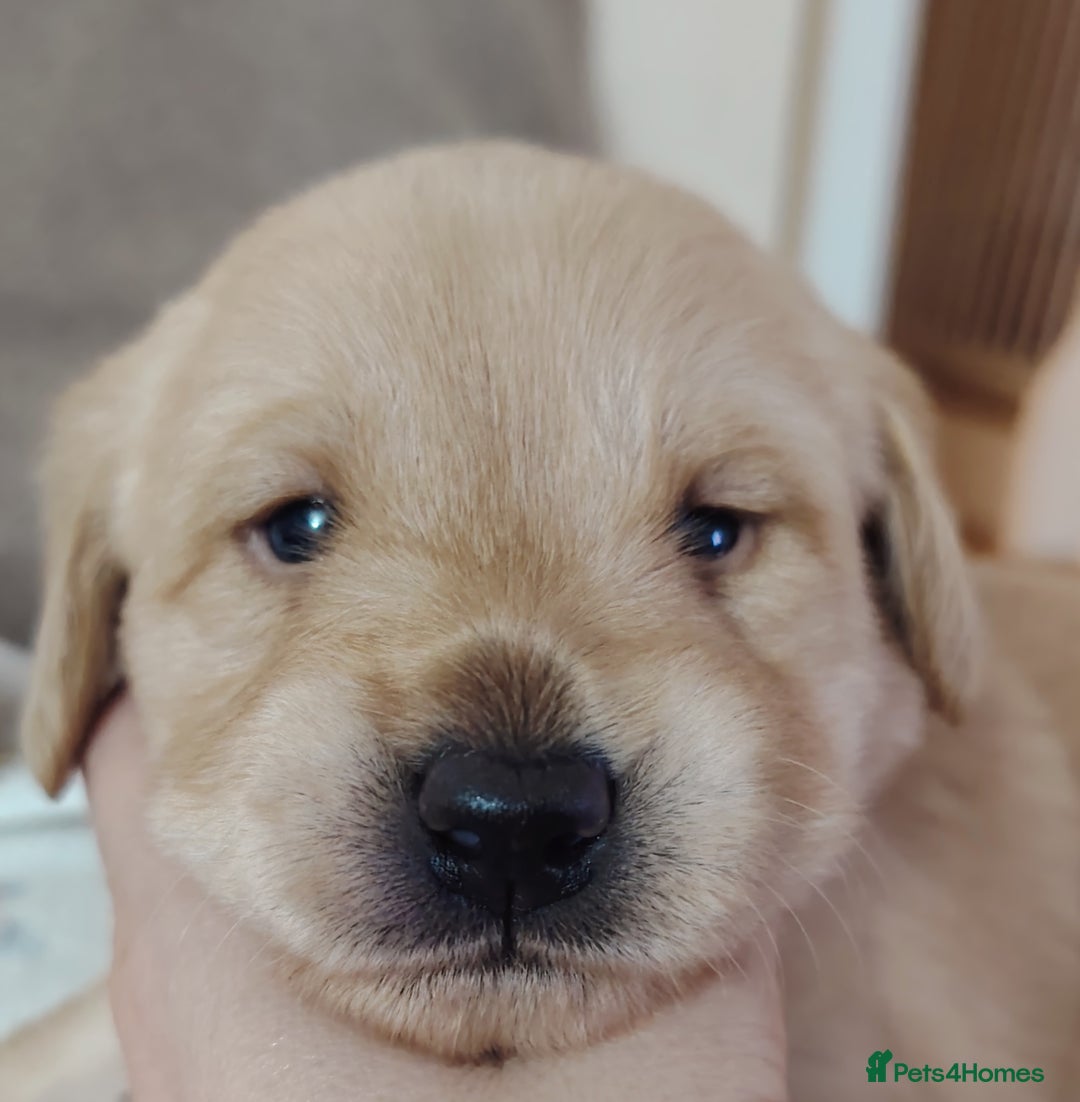 Labradoodle dogs for sale: F1 labradoodles ready 18th december - Image 13