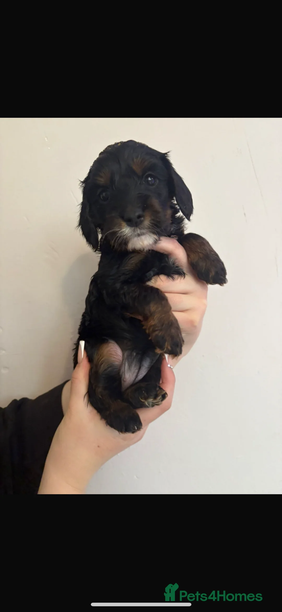 Cavapoo dogs for sale: Last remaining tan phantom cavapoo female  - Advert 11