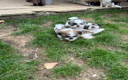 Shih Tzu dogs for sale: Beautiful shih Tzu puppies - Image 8