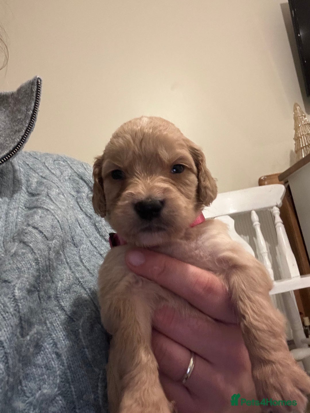 Mixed Breed dogs for sale: Golden Cocker Retriever Puppies  - Advert 12