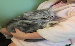 British Shorthair cats for sale: 🐾 charming pure British shorthair kittens 🐾 - Image 5