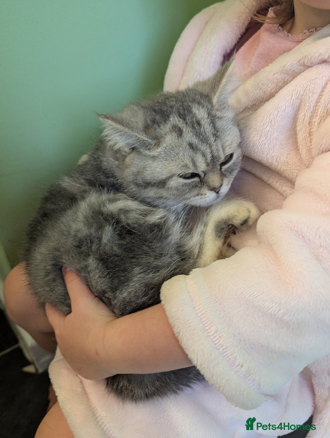 British Shorthair cats for sale: 🐾 charming pure British shorthair kittens 🐾 - Image 5