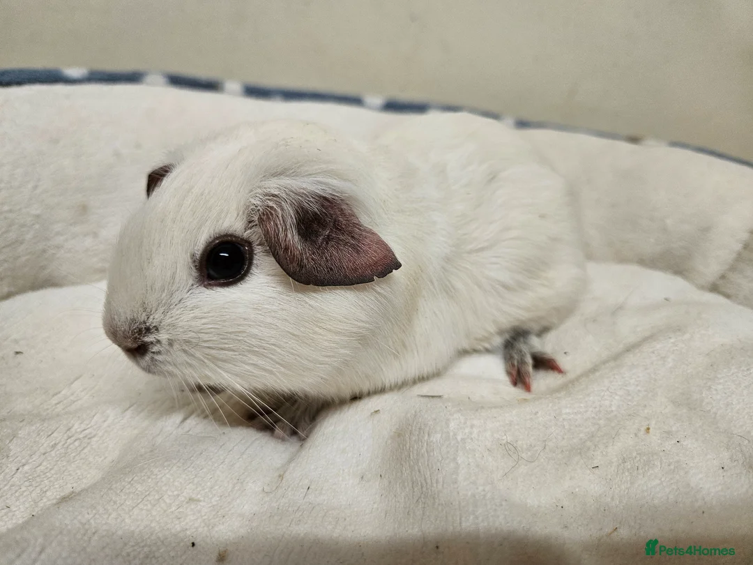 Guinea Pig rodents for sale: Various bonded pairs baby/young boy guineas pigs - Advert 2