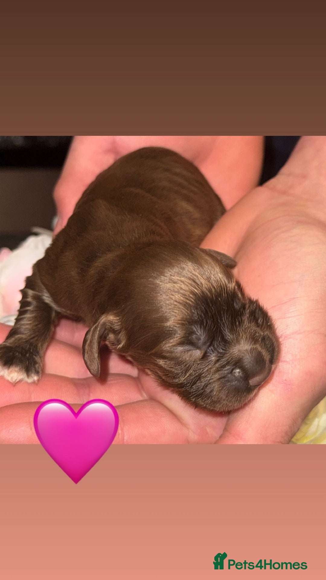 Cocker Spaniel dogs for sale: Merle cocker spaniels  - Image 3