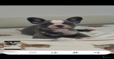 French Bulldog dogs - Advert 5