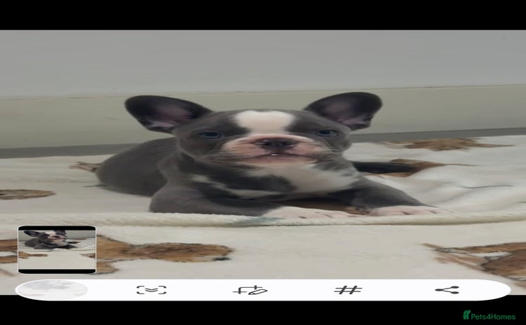 French Bulldog dogs - Advert 7