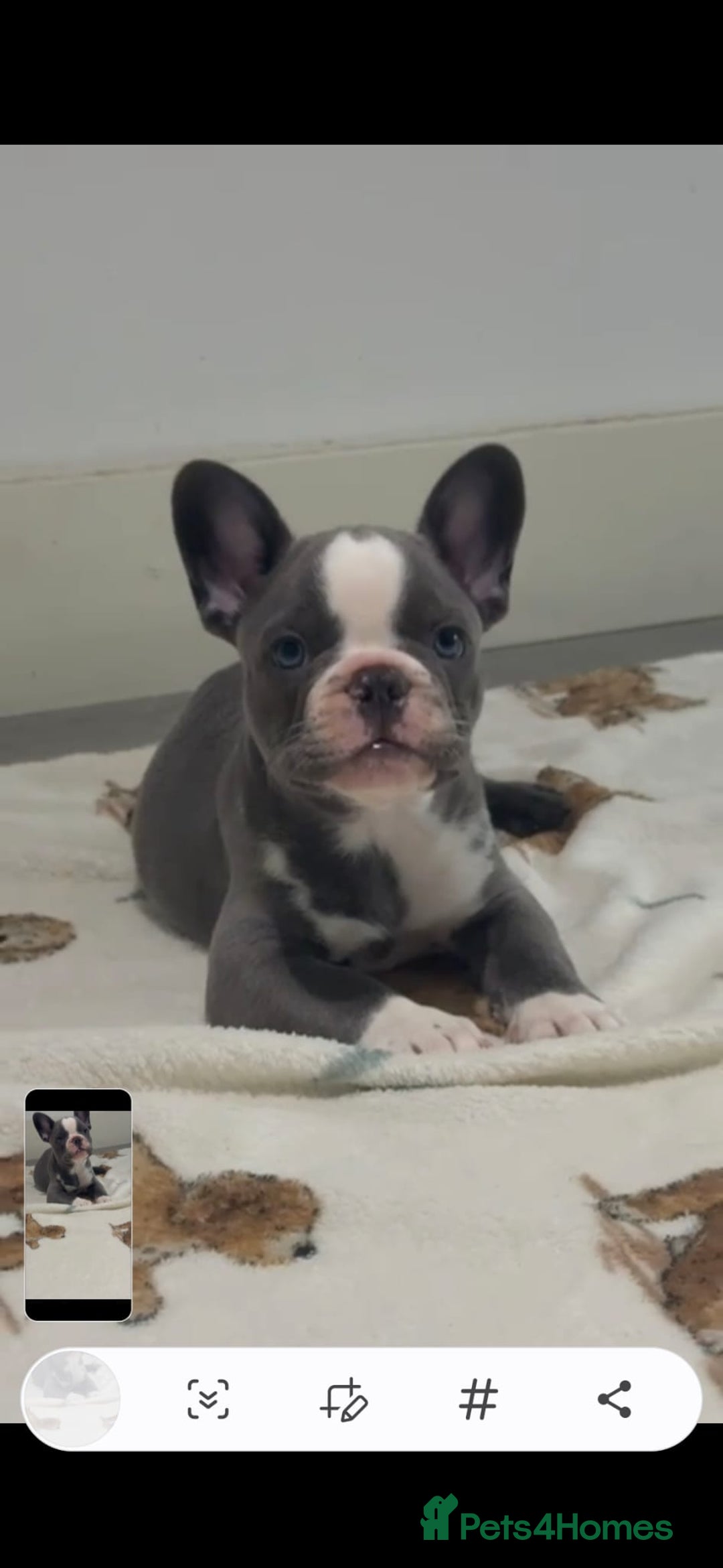French Bulldog dogs for sale: fully vac Husky Panda Koi Frenchie=last 2ready now - Advert 5