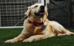 Golden Retriever dogs for stud: Stunning Golden Retriever for Stud –  meet Sammy - Image 5