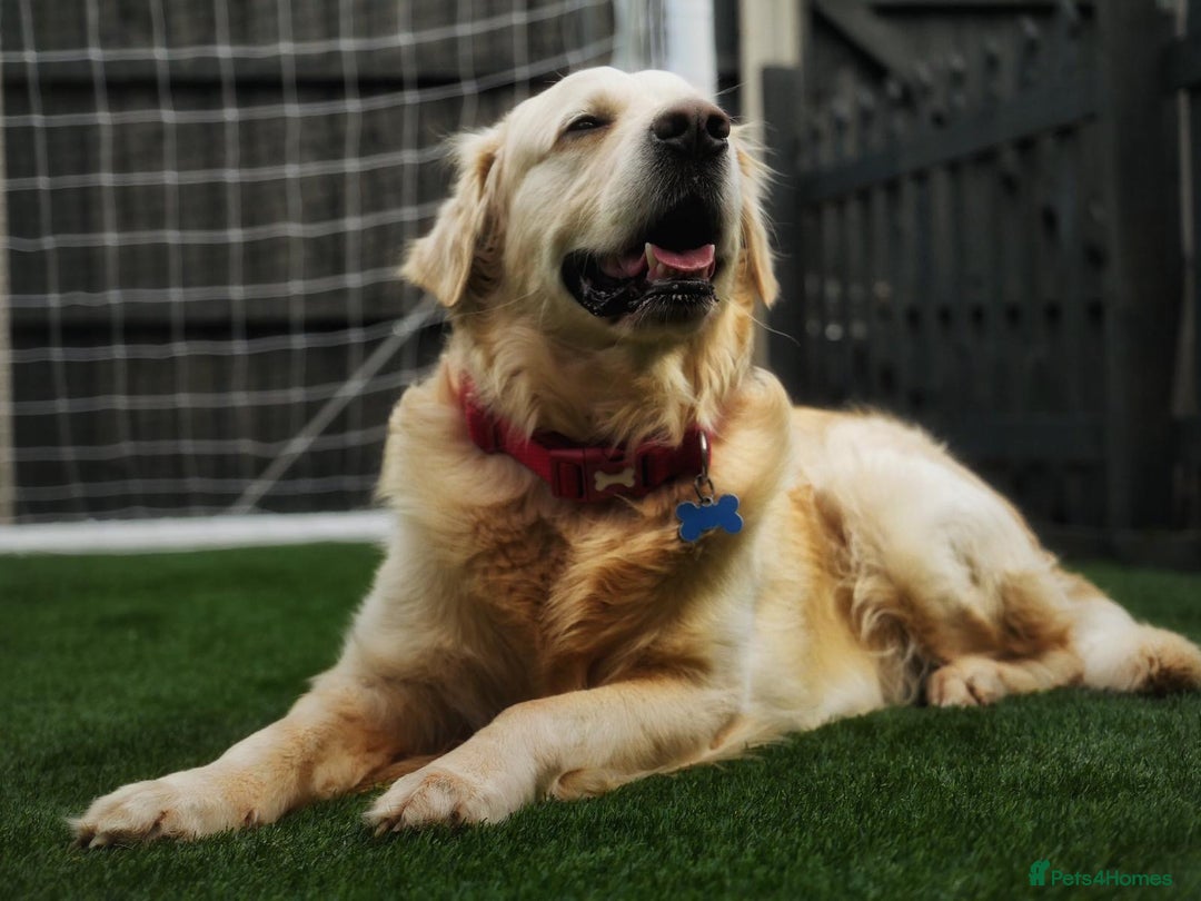 Golden Retriever dogs for stud: Stunning Golden Retriever for Stud –  meet Sammy - Image 5