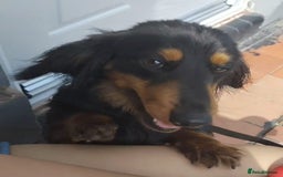 Dachshund dogs for sale: Gorgeous long haired daschund - Image 3