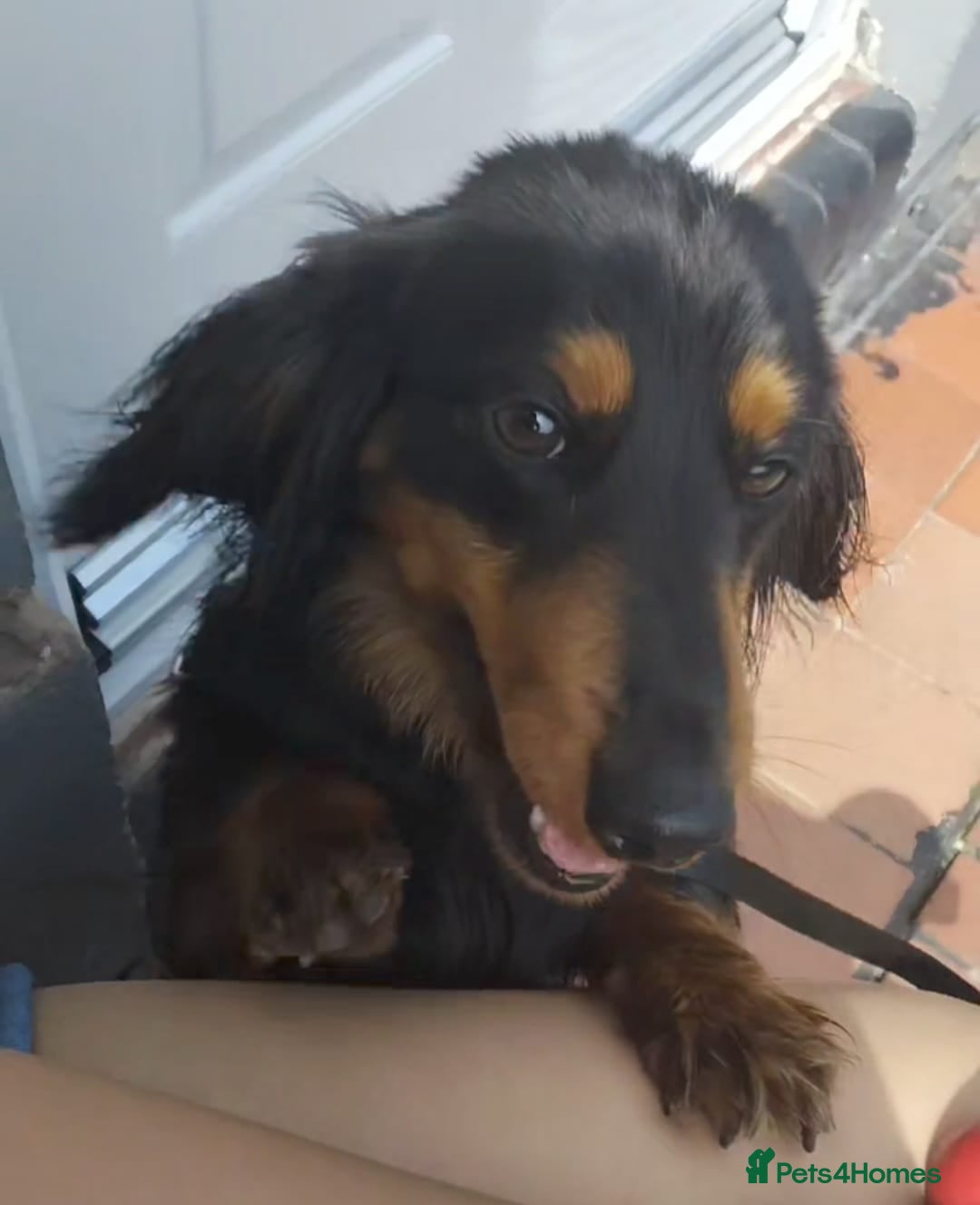 Dachshund dogs for sale: Gorgeous long haired daschund - Image 3