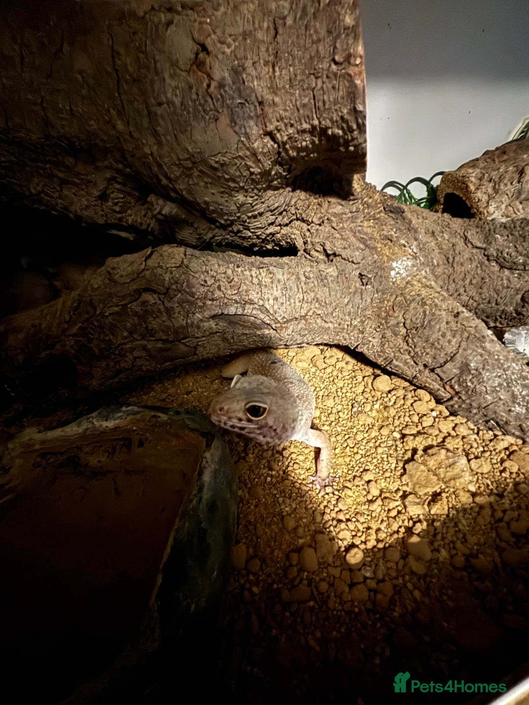 Leopard Gecko reptiles for sale: Leopard gecko called gizmo - Advert 7