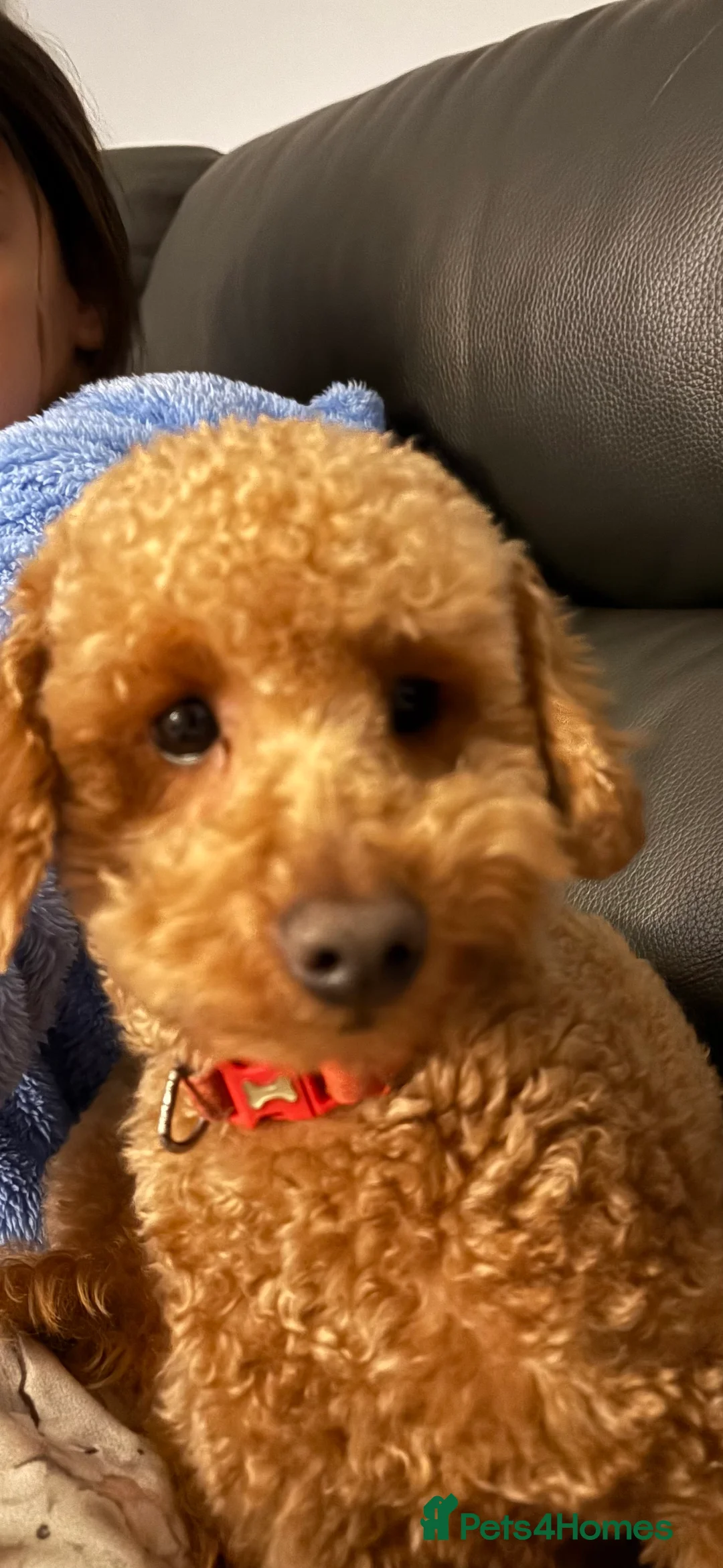 Toy Poodle dogs for stud: Fully health tested red toy poodle for STUD  - Advert 2