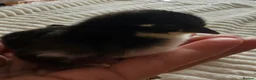 Chickens poultry for sale: Pekin Bantam Chicks - Advert 6