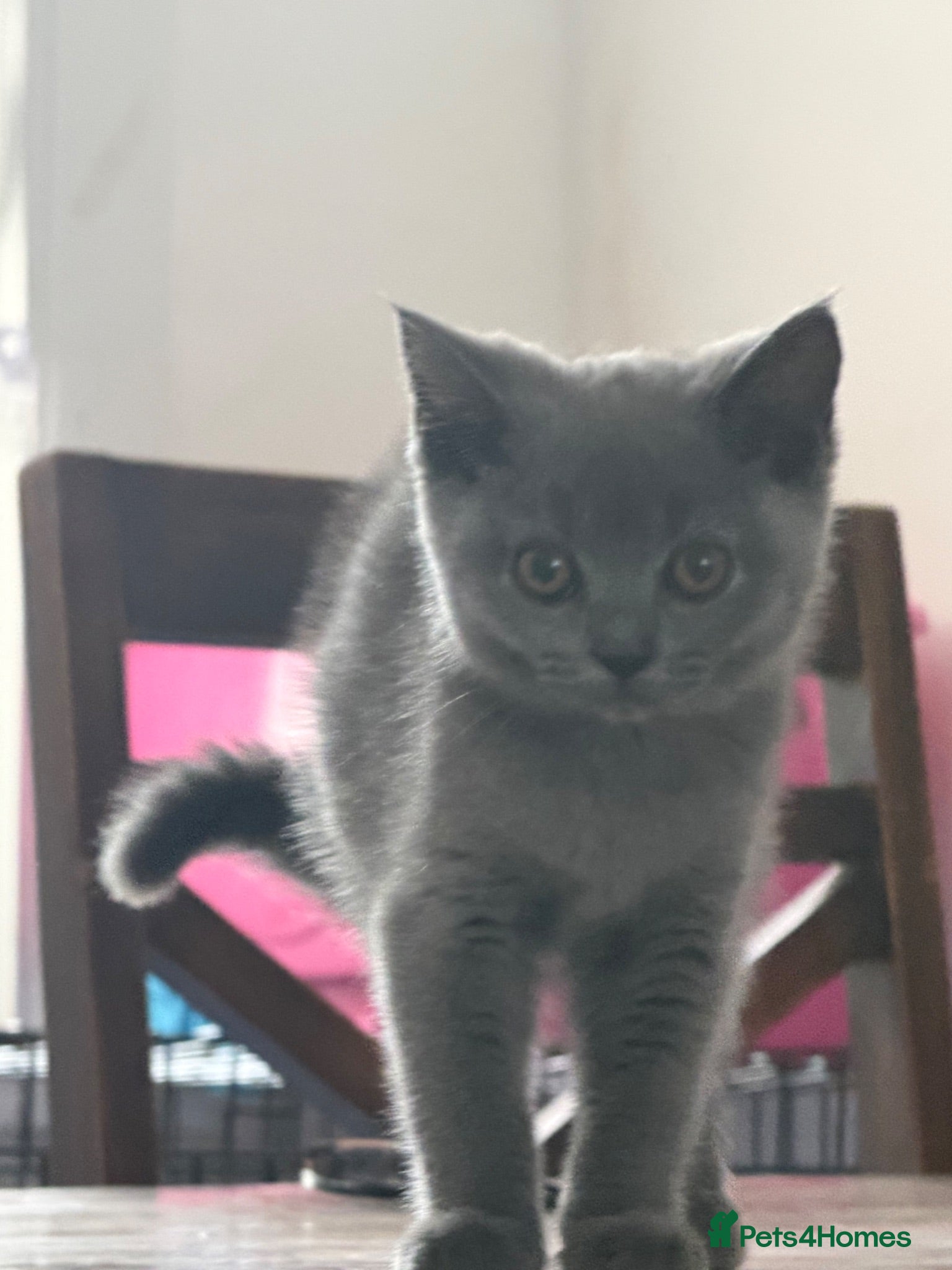 British Shorthair cats Beautiful Full British Shorthair Kittens🐱 - Advert 3