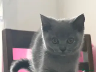 British Shorthair cats Beautiful Full British Shorthair Kittens🐱 - Advert 3