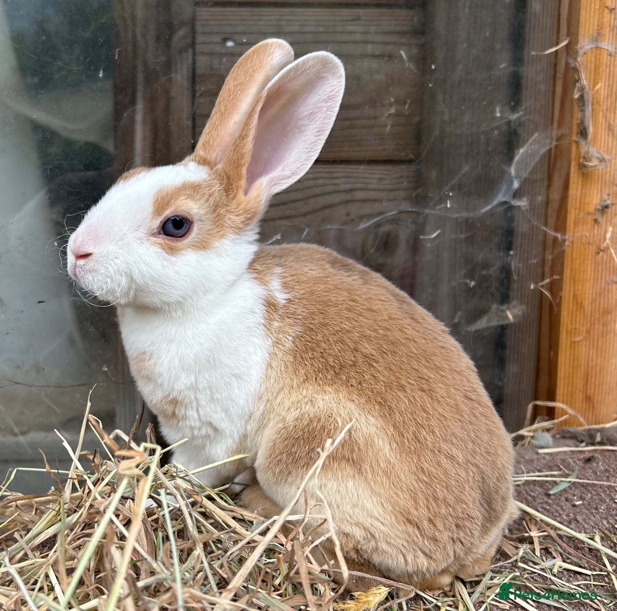 Rex rabbits Mini Rex rabbits  - Advert 3