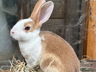 Rex rabbits Mini Rex rabbits - Advert 1