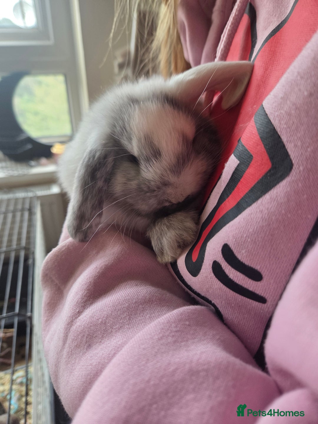 Mini Lop rabbits for sale: 🐰 Mini Lop Rabbits – Loving Homes Wanted 🏡 - Advert 16