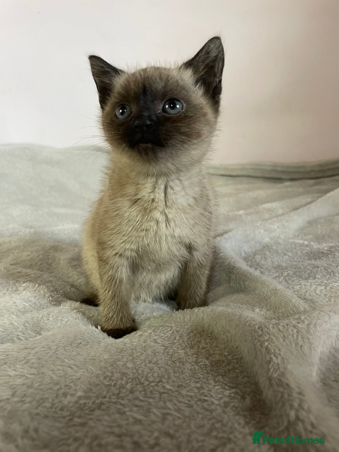 British Shorthair cats for sale: Four kittens ready to go (prices vary) - Image 19