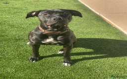 Mixed Breed dogs for sale: Ronnie  - Image 4