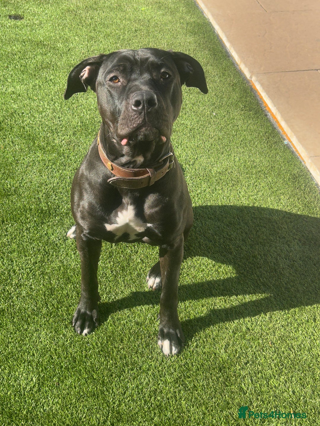 Mixed Breed dogs for sale: Ronnie  - Image 4