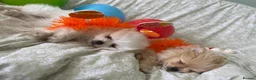 Pomeranian dogs for sale: READY TO MELT YOUR HEART TINYTEDDYBEAR POMERANIAN  - Advert 3