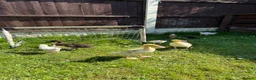 Camel livestock for sale: Runner ducks for sale - Advert 1