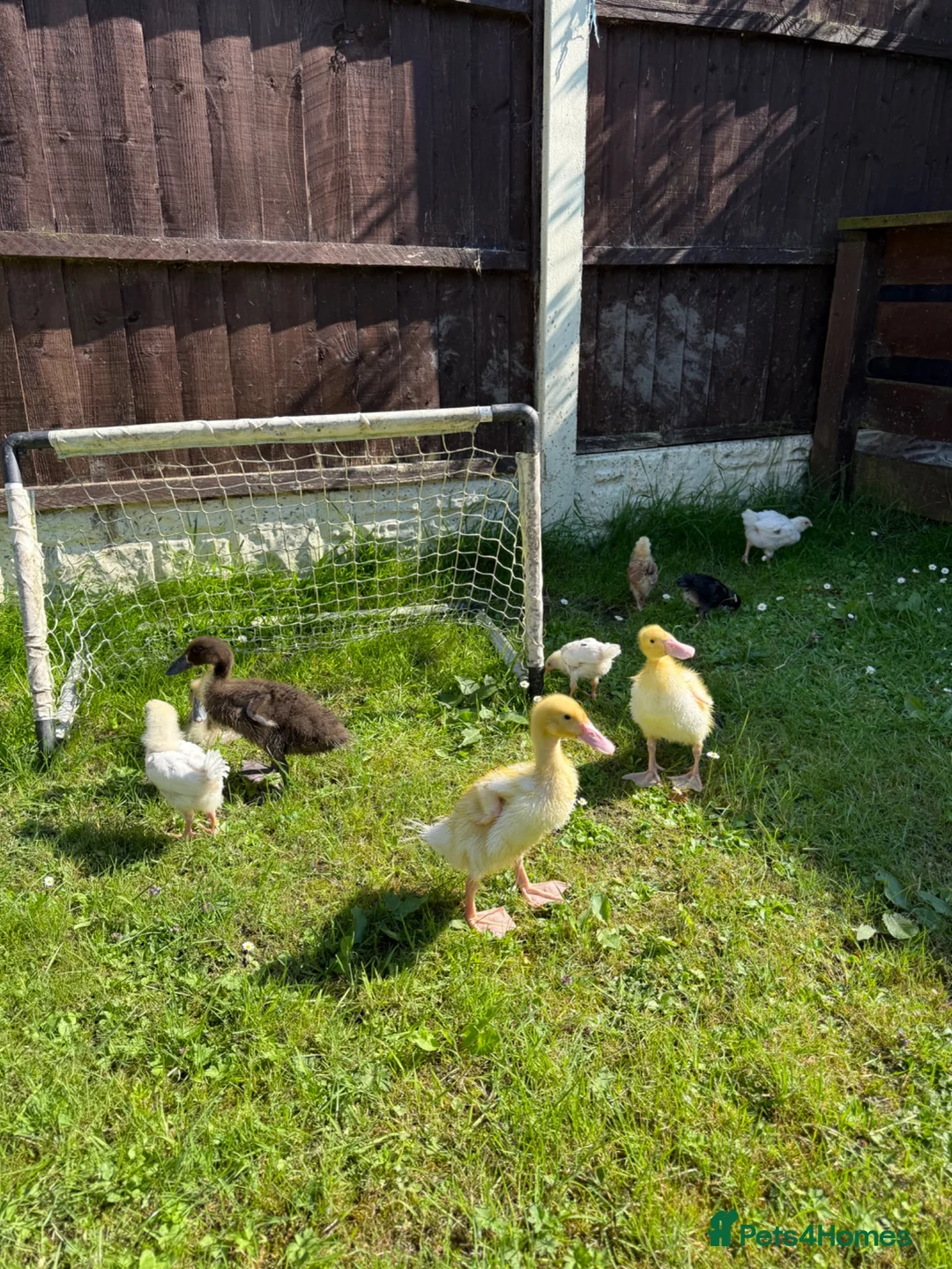 Camel livestock for sale: Runner ducks for sale - Advert 1