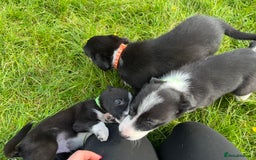 Border Collie dogs for sale: 4 border collie males looking for forever homes  - Image 8