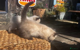 Ragdoll cats for sale: Ragdollhad the best start  - Image 10
