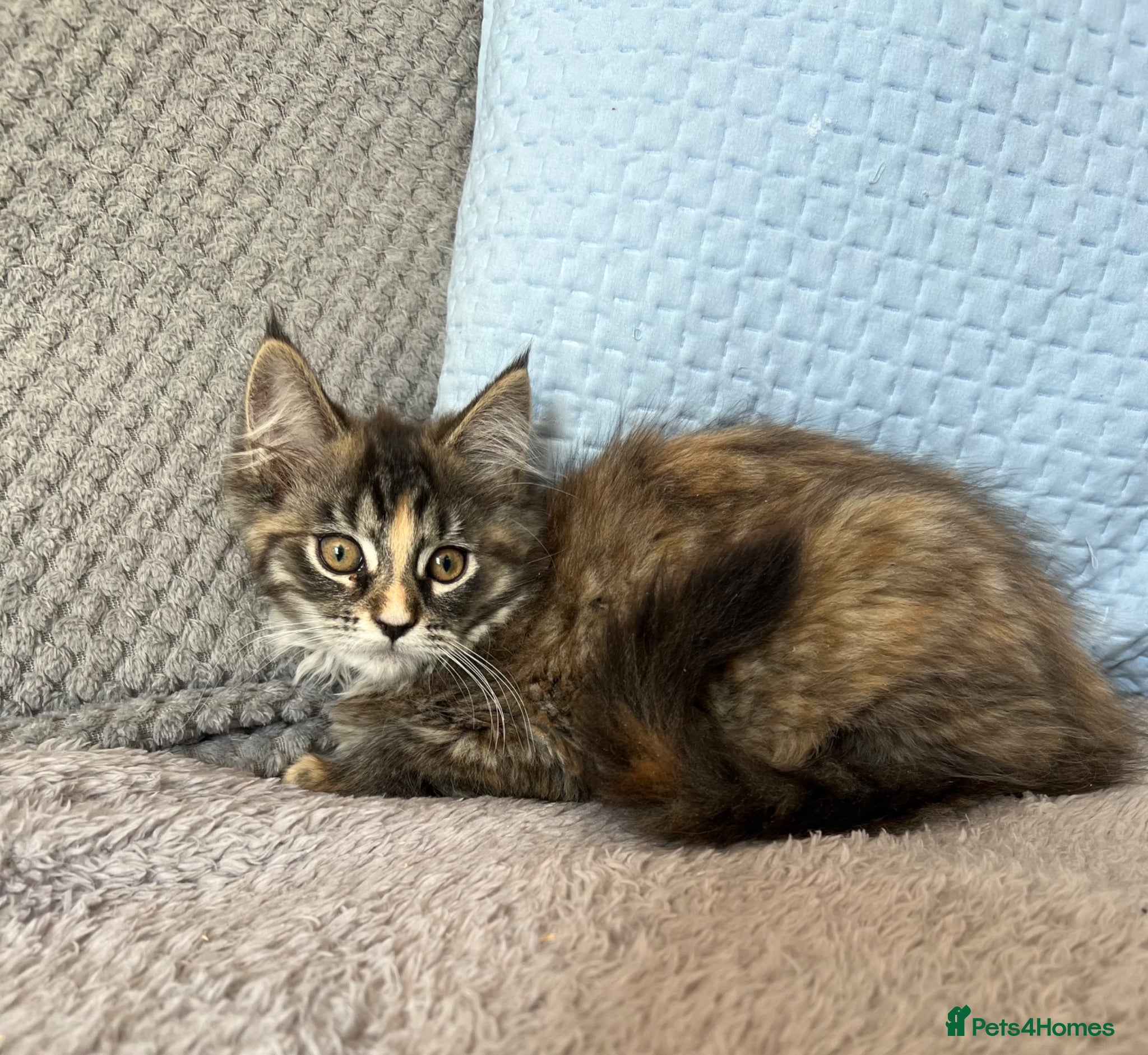Maine Coon cats Maine Coon Kittens - Advert 1
