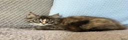 Maine Coon cats for sale: Maine Coon Kittens - Advert 9