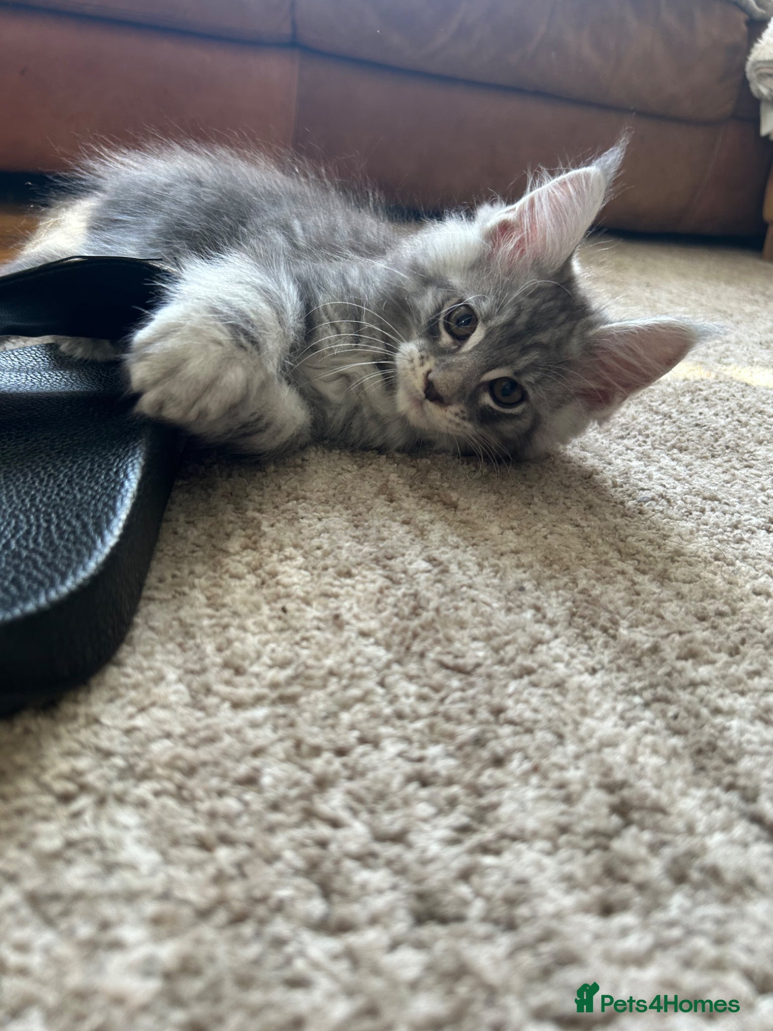 Maine Coon cats Maine coones kittens for sale ready 12th June  - Advert 15