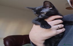 Mixed Breed cats for sale: Mixed breed kittens for sale! - Image 18