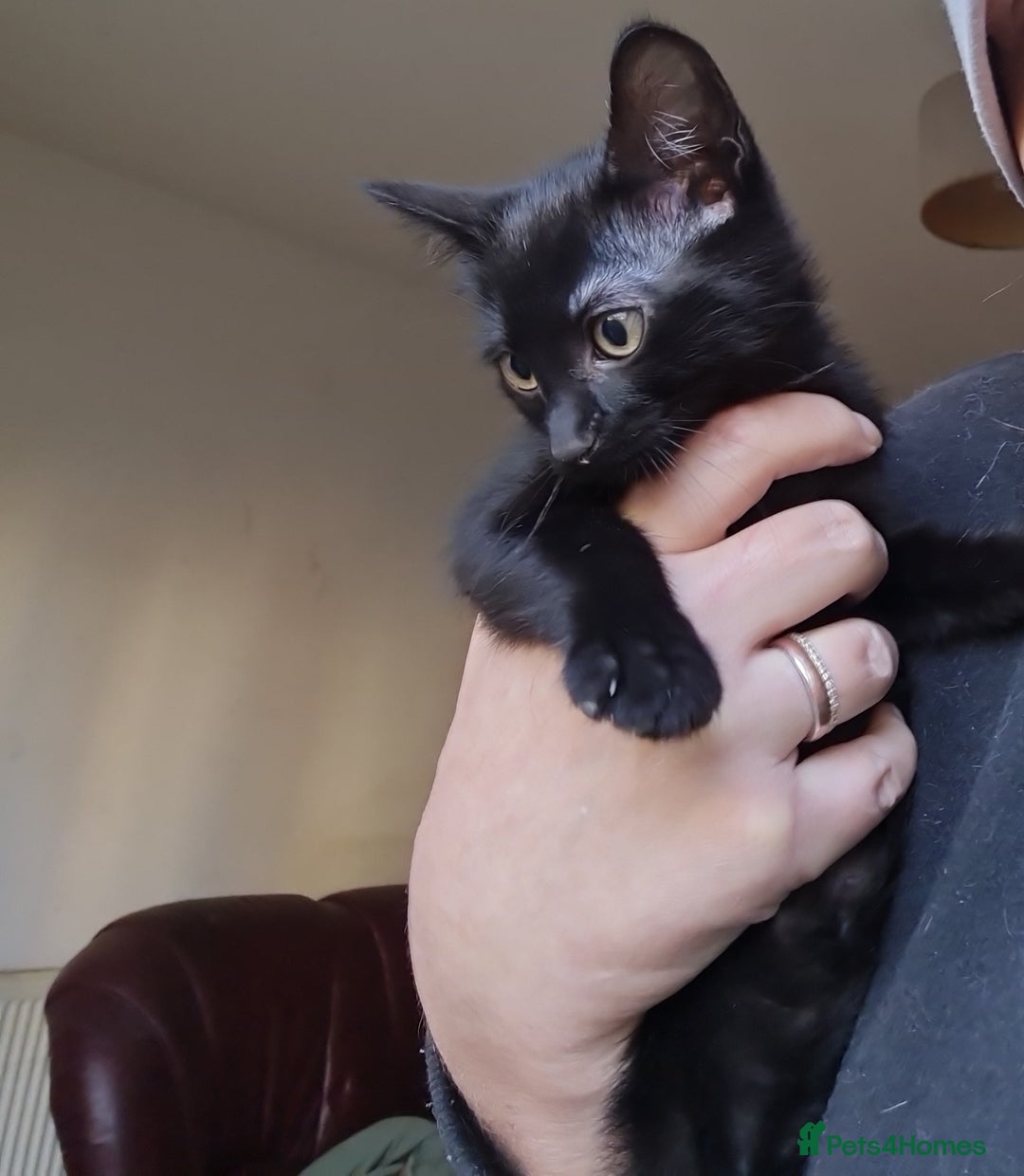 Mixed Breed cats for sale: Mixed breed kittens for sale! - Image 18