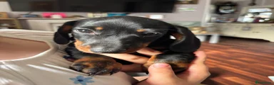 Miniature Dachshund 1