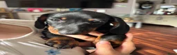 Miniature Dachshund dogs for sale: Male Dachund Puppies  - Advert 7