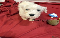 Schnoodle dogs for sale: Schnoodles  - Image 12