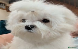Maltese dogs for sale: Gorgeous KC pedigree Maltese puppy reduced price - Image 6
