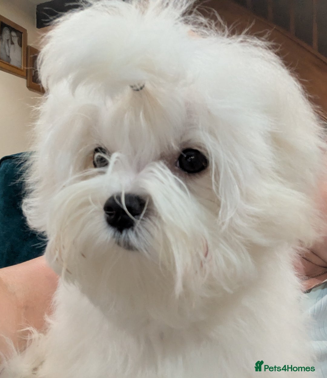 Maltese dogs for sale: Gorgeous KC pedigree Maltese puppy reduced price - Image 6