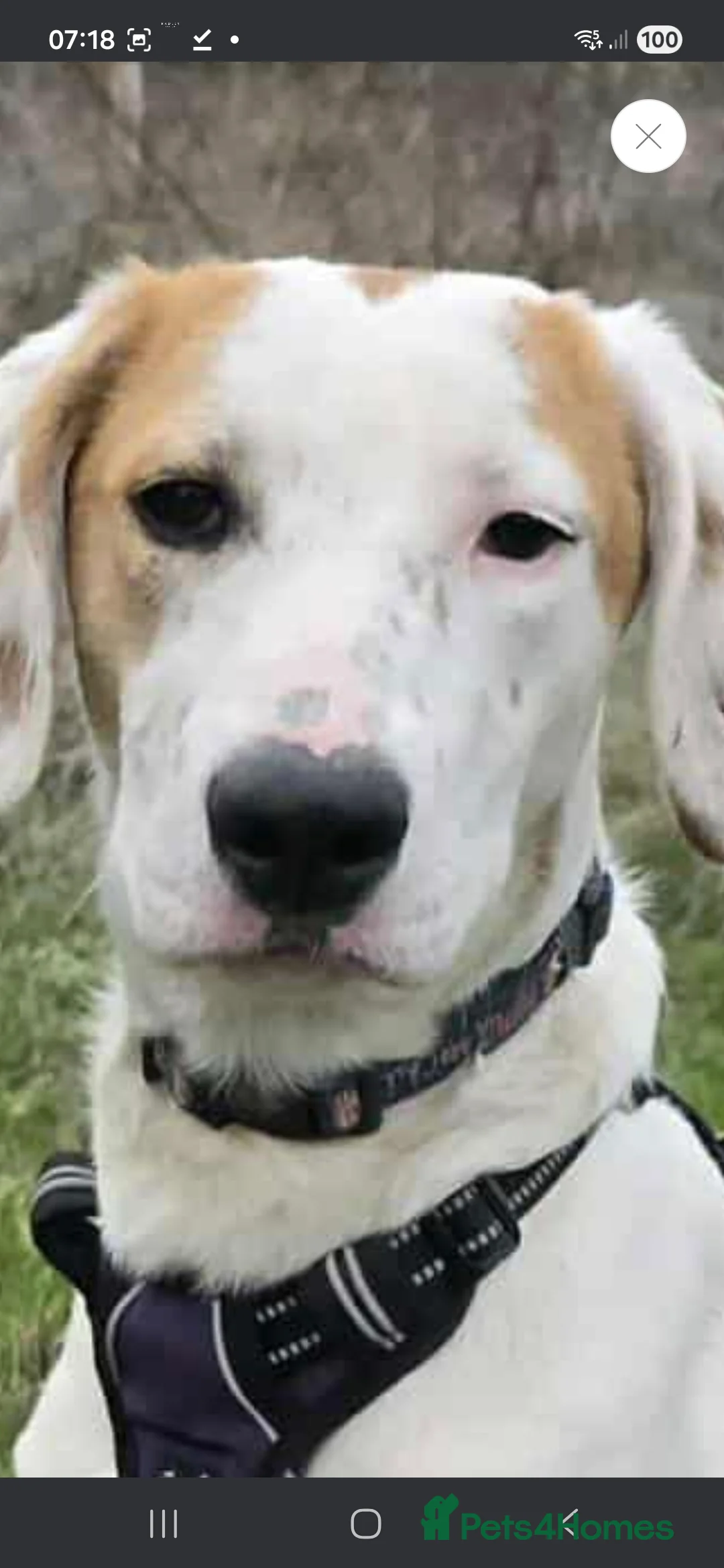 English Setter dogs for adoption: Ross! - Advert 4