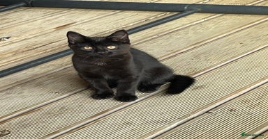 Mixed Breed cats - Advert 12
