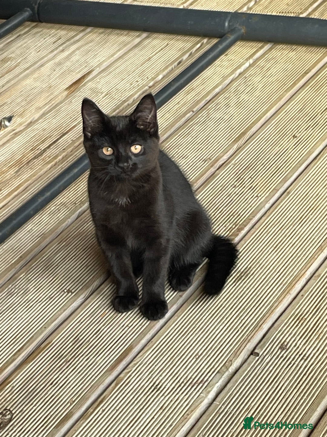 Mixed Breed cats for sale: Ready for forever homes NOW - Image 3