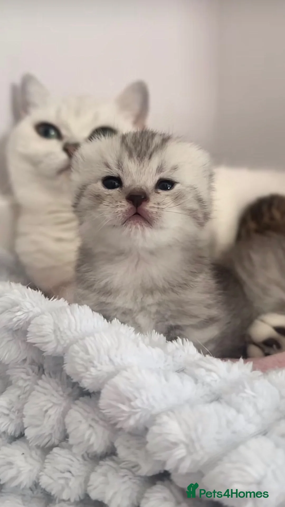 British Shorthair cats for sale: Stunning Classic British shorthair kittens - Advert 15