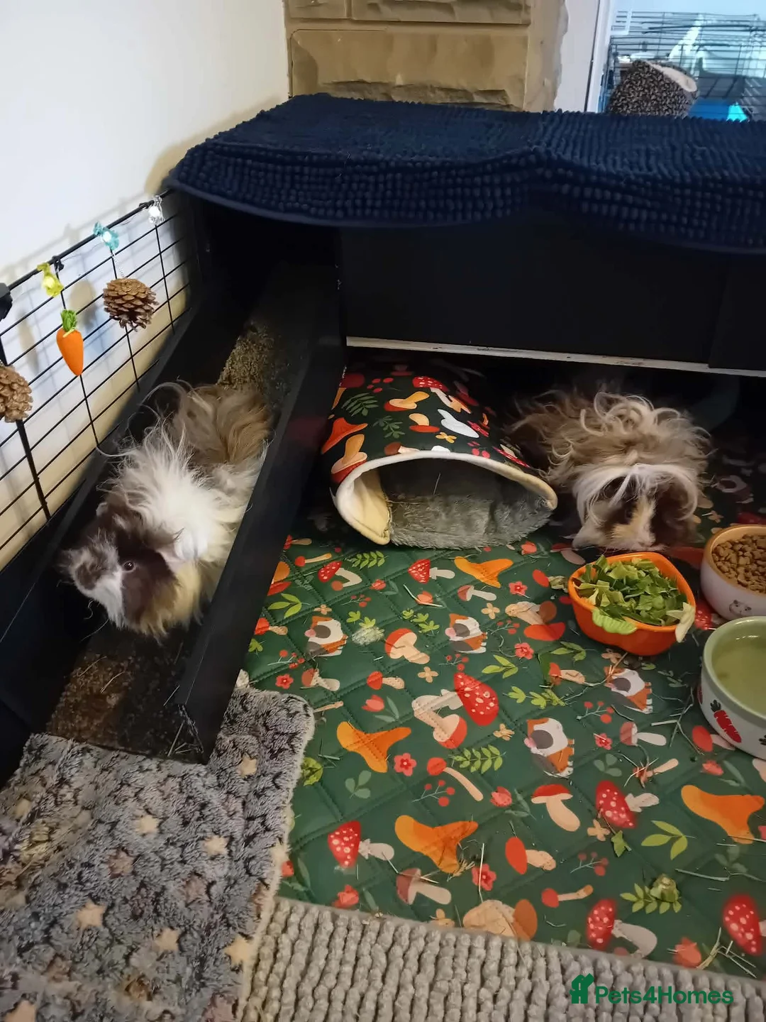 Guinea Pig rodents for sale: Bonded Lunkarya baby brothers/ three tier CC cage - Advert 5