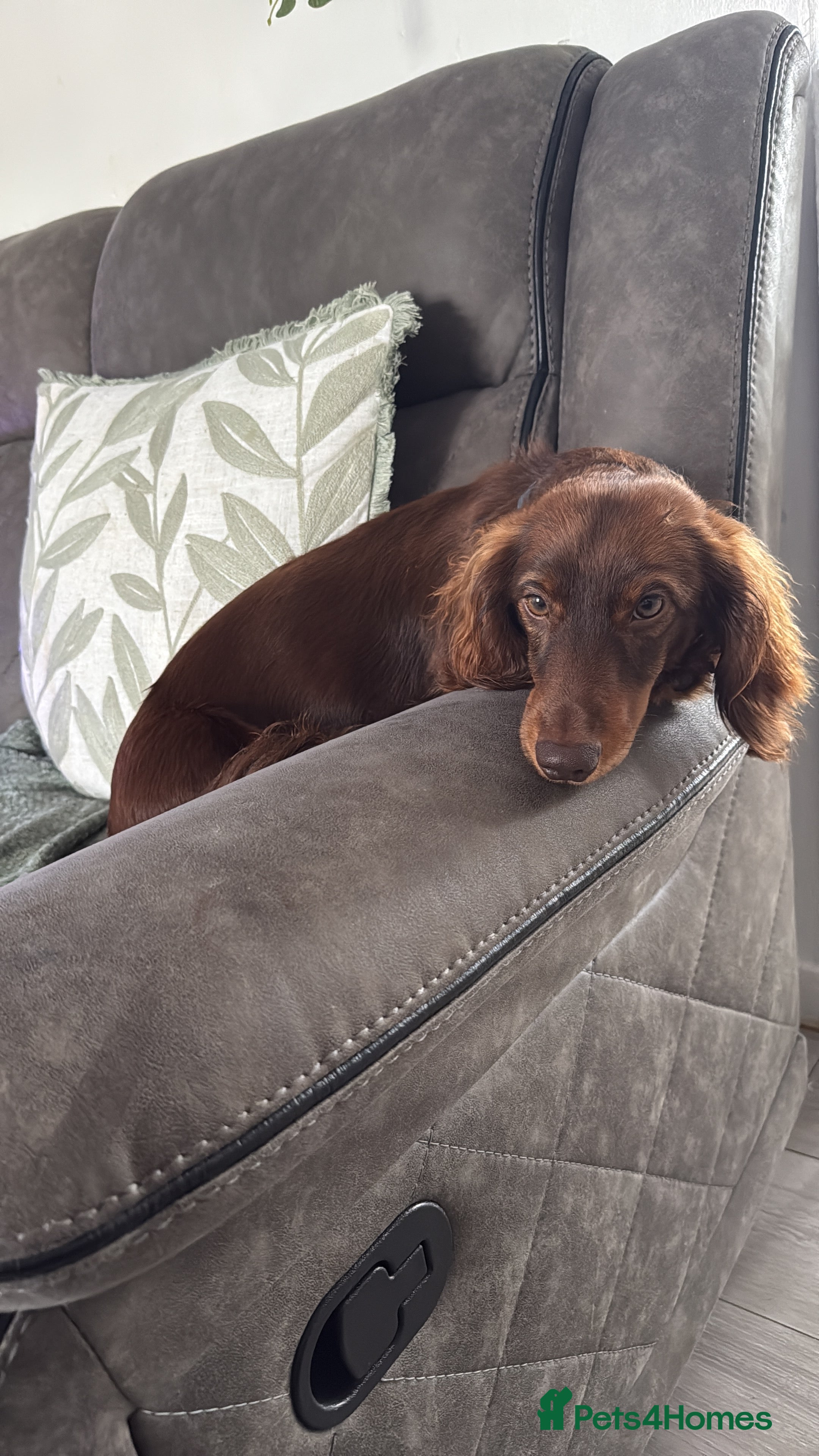 Miniature Dachshund dogs Miniature long haired dachshund  - Advert 12