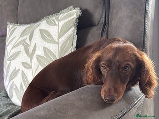 Miniature Dachshund dogs Miniature long haired dachshund - Advert 2